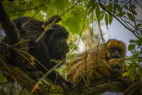 Gerald Monkey Exploring Why Males Are Larger than Females Among Mammals | John Wiley ...